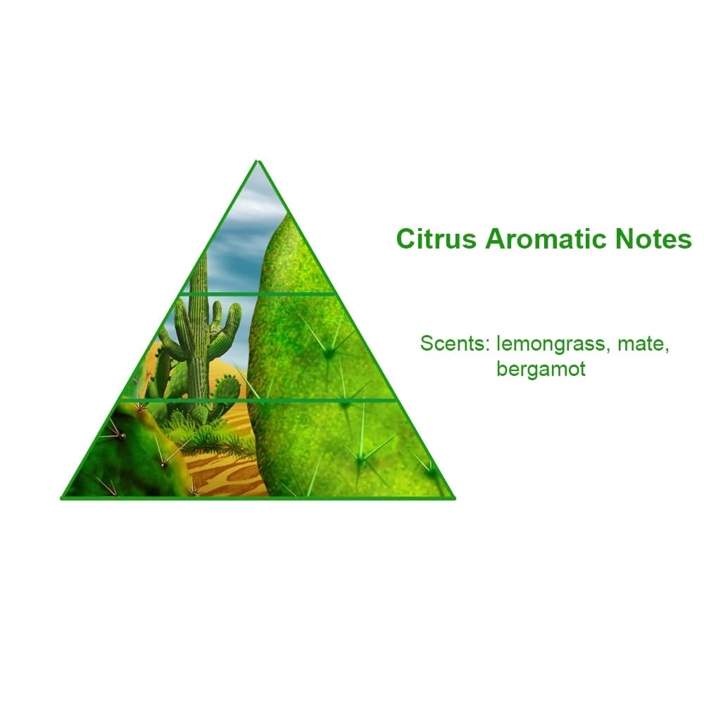 Wholesale Long Lasting Cactus in Garden Oil Perfume Brand Designer Perfume Oil Wholesale Arabic Perfume Oil — product information 8